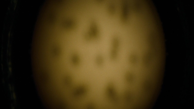 04306.jpg